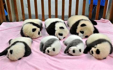 Panda Daycare .